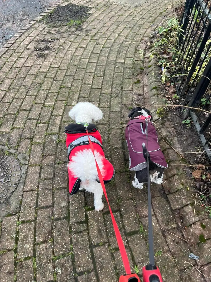 Bud and Lola out for a walk