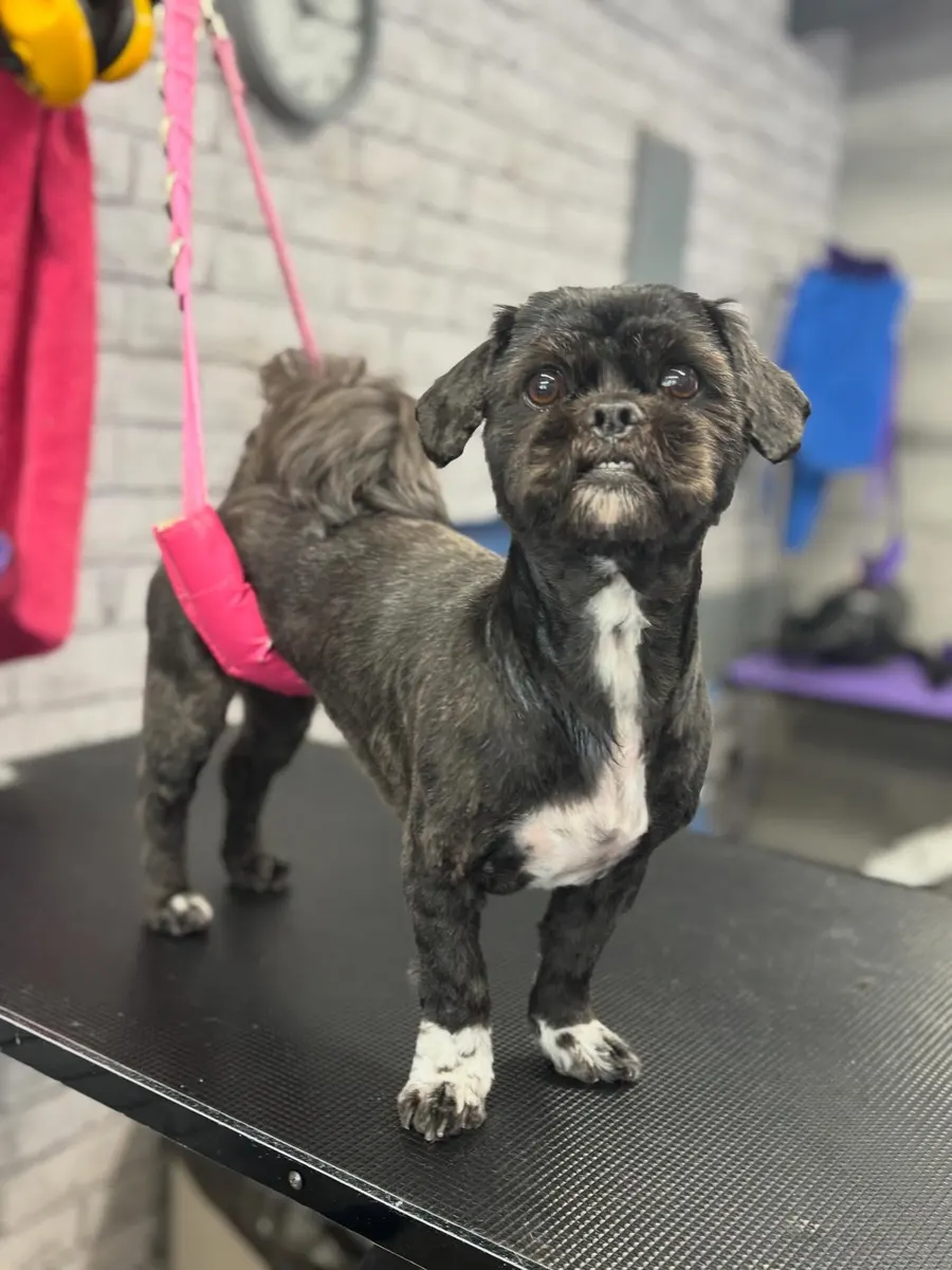 Molly after her groom